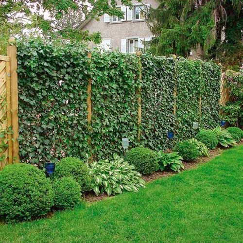  A Fence Made of Climbers